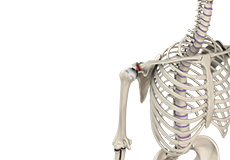 Acromioclavicular (AC) Joint Injuries
