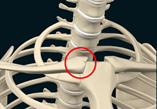 Sternoclavicular Joint (SC joint)